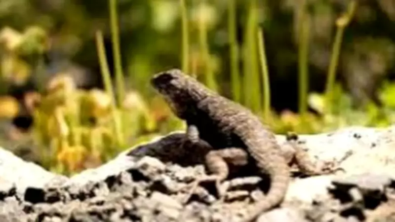 Bizarre Lizard Defense Tactics: Tail Dropping, Blood Shooting, and More