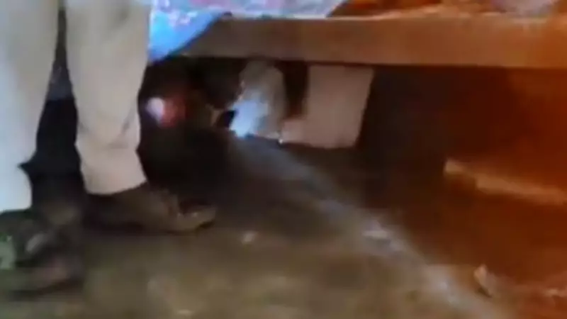 BJP Shares Video of TMC Leader Hiding Under Bed to Escape Angry Locals