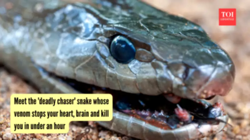 Black Mamba: Separating Myth from Reality About Africa's Most Feared Snake