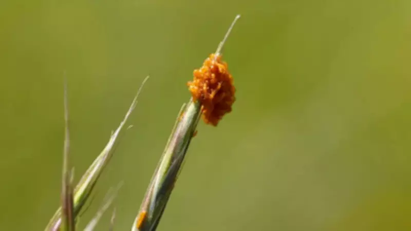 Blister Beetle Larvae Mimic Flower Scents to Trick Bees in First Known Case