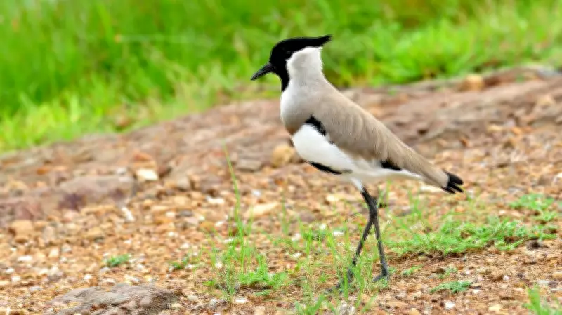 BNHS Launches India's First Telemetry Study of River Lapwings in Ganga Basin