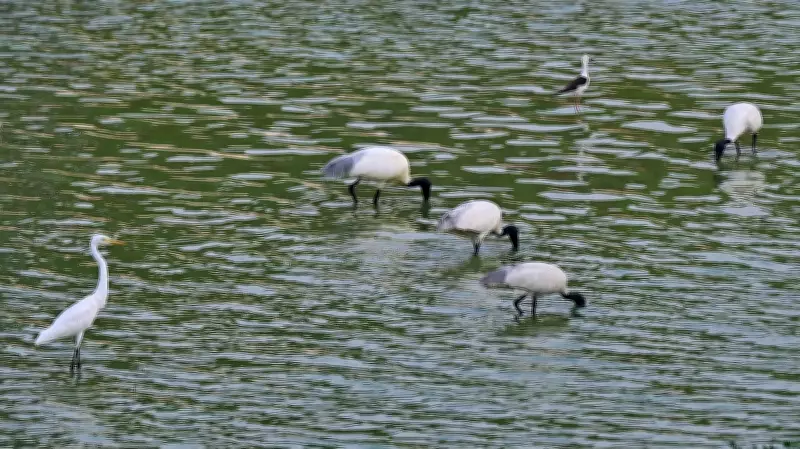 Book Highlights Democratic Fight for Bengaluru's Lakes