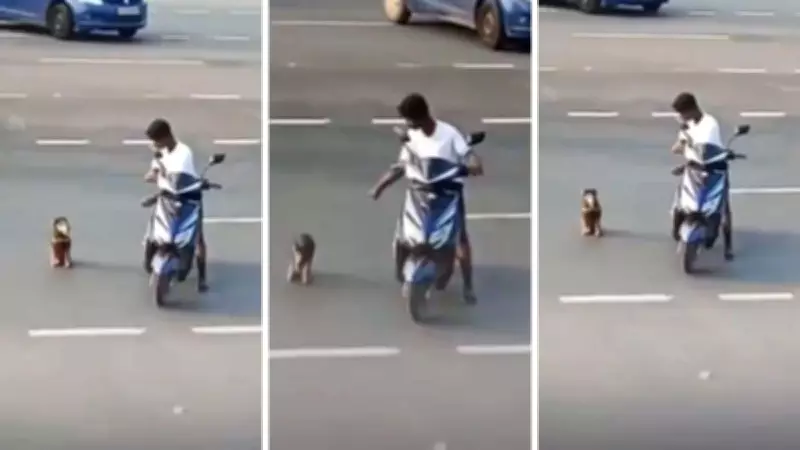 Boy Helps Disabled Dog Cross Road, Heartwarming Video Goes Viral