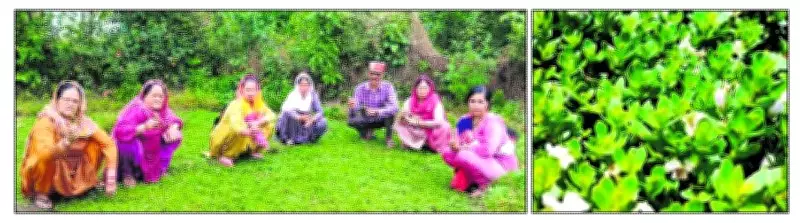 Brahmi Cultivation Empowers Women, Boosts Incomes in Kangra Village