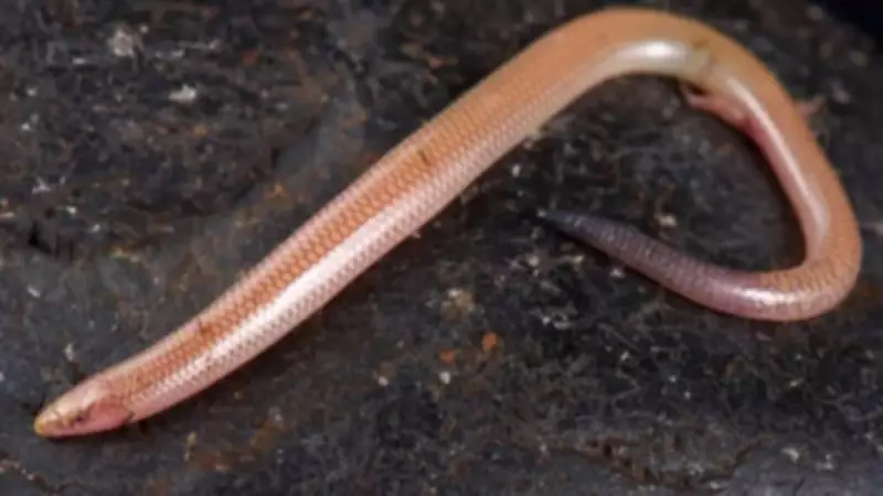 Brahminy Blind Snake: The Flowerpot Snake That Travels the World in Plant Soil