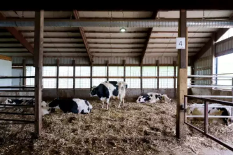 Buffalo Dies as Dairy Farm Roof Collapses in Mansa Due to High Winds