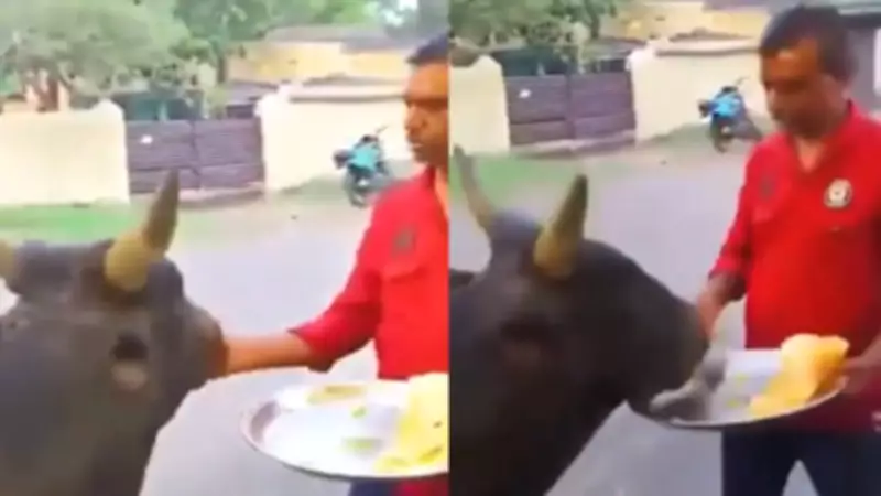 Bull and Dosa Seller's Heartwarming Friendship Goes Viral on Social Media