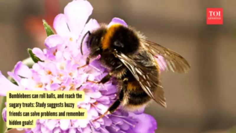 Bumblebees Can Solve Problems Without Training, Study Finds