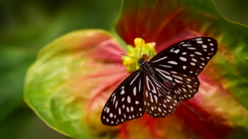Butterfly Migration: Wanderlust on Wings in Bengaluru