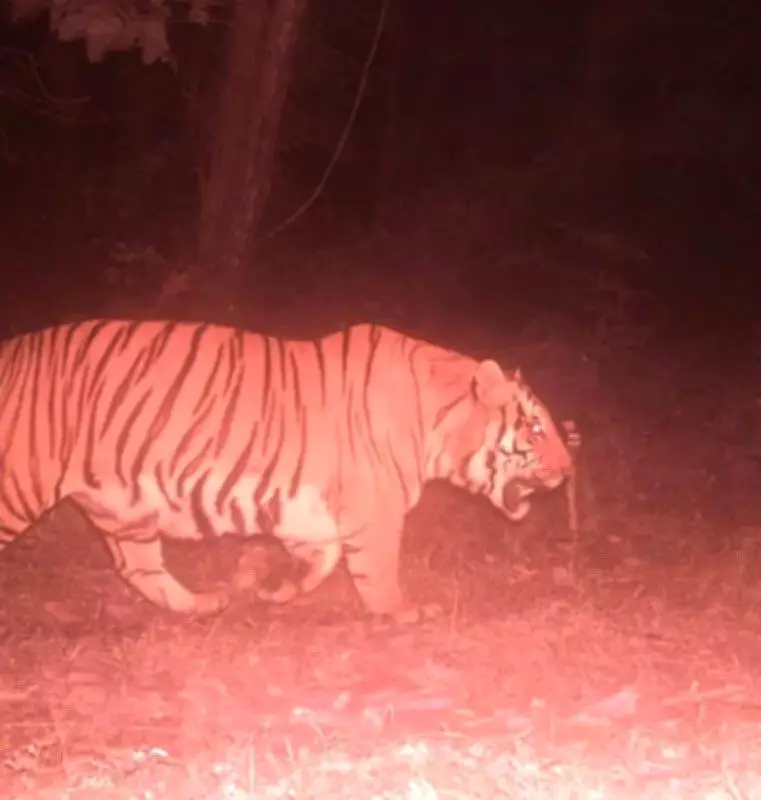 Buxa Tiger Reserve to Get Two Female Tigers on Global Tiger Day