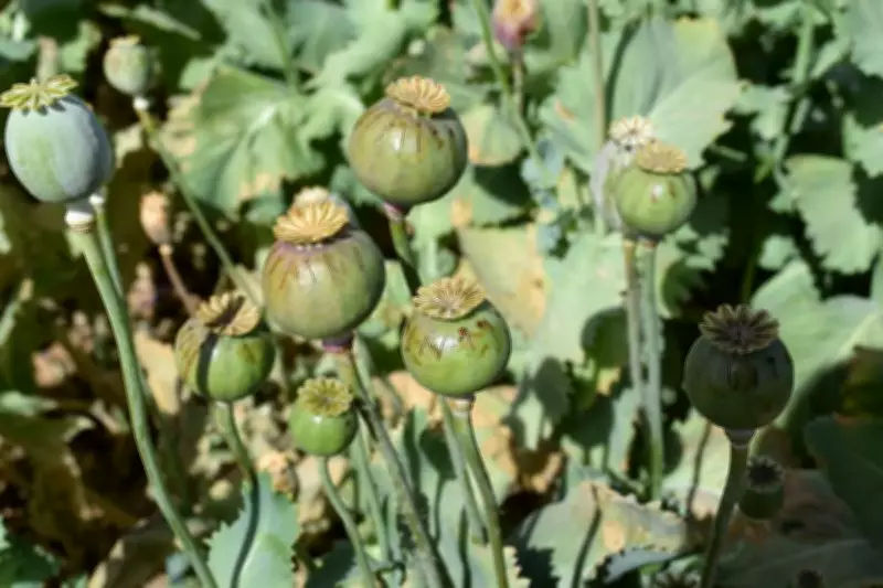 Canada border agency reveals 520.6 kg opium seized 6 months ago