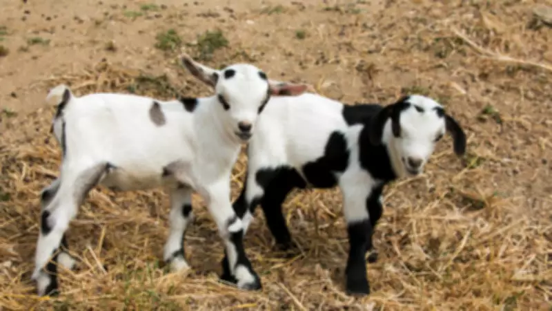 Canadian Farmer Kicks Cougar to Save Pet Goat Named After Ninja Turtle