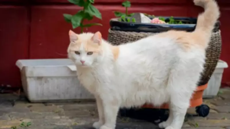 Cat Breeds That Grow as Big as Dogs: 7 Giant Felines That Surprise Pet Lovers