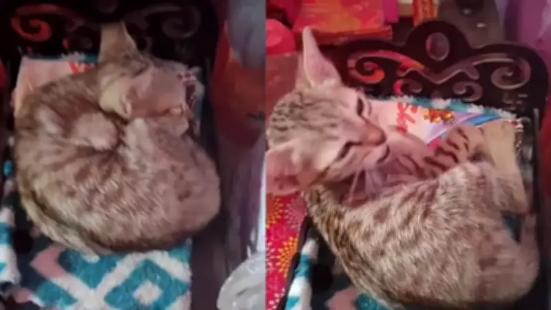 Cat sleeps on Lord Krishna's bed, owner's plea goes viral