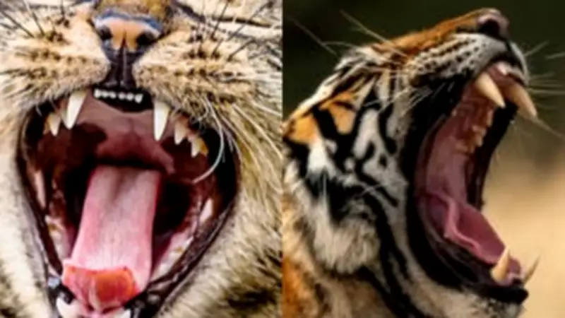 Cat Teeth vs Tiger Teeth: Nature’s Fierce Carnivore Designs Compared