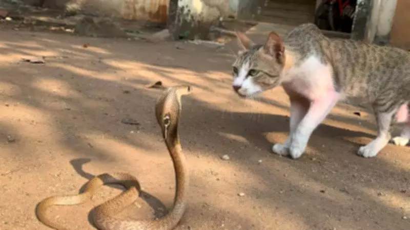 Cats vs Snakes: Which Is Faster? Reflexes and Survival Strategies