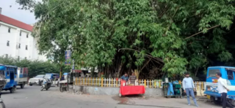 Century-old bamboo grove saved from felling in Dehradun after vendor intervention