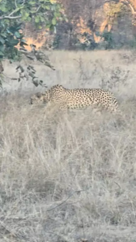 Cheetah Veera and Cub Enter Rajasthan's Baran District Again