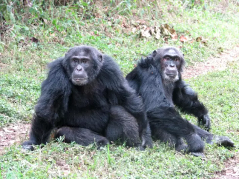 Chimpanzee Civil War in Uganda Sheds Light on Animal Fission Events
