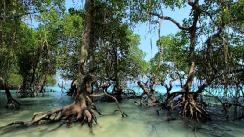 Climate Action Must Begin at the Coast: Blue Carbon Key