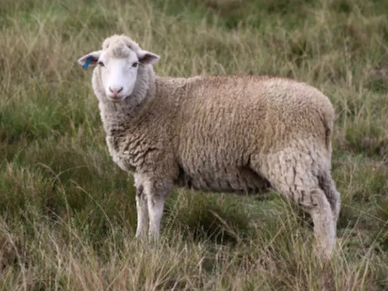 Climate Change Devastates Sheep Farming in South Africa's Drakensberg