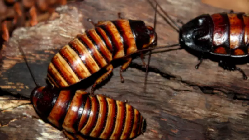 Cockroach Genomes Reveal Thousands of Bacterial DNA Fragments, Study Finds