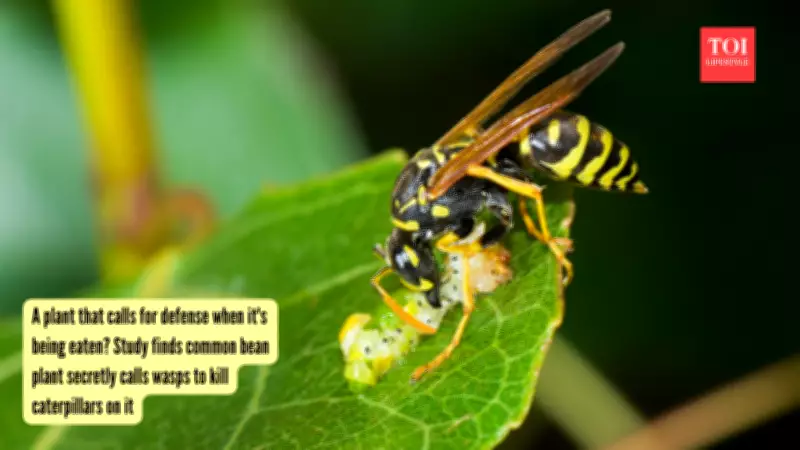 Common Bean Plant Calls Wasps for Help Against Caterpillar Pests