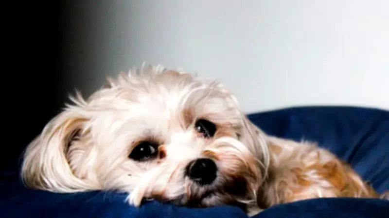 Common Human Foods That Secretly Harm Your Pet's Digestive Health