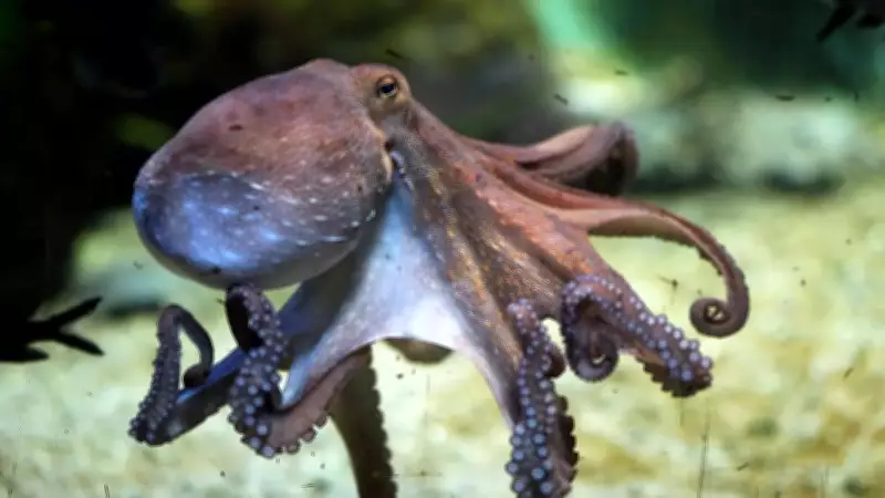 Common Octopus Population Boom Off Southwest England Continues for Second Year