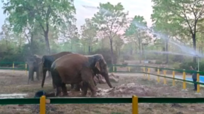 Cooling Measures for Rehabilitating Elephants in Trichy Heat