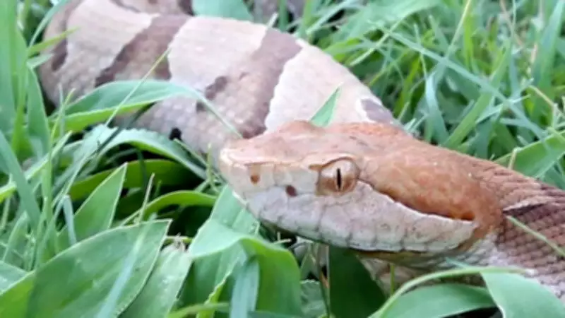 Copperhead Snake Activity Rises Across Georgia as Summer Heat Intensifies