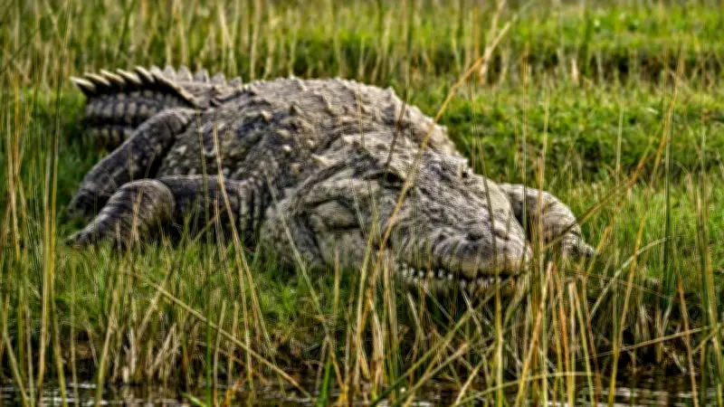 Crocodiles Can Climb Trees: Scientific Study Reveals Surprising Behavior