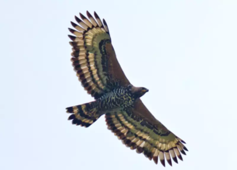 Crowned and Harpy Eagles: Expert Monkey Hunters of Rainforest Canopies