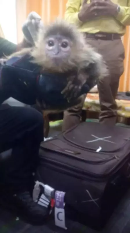 Customs seize vulnerable monkey, pythons, albino squirrels at Kolkata airport