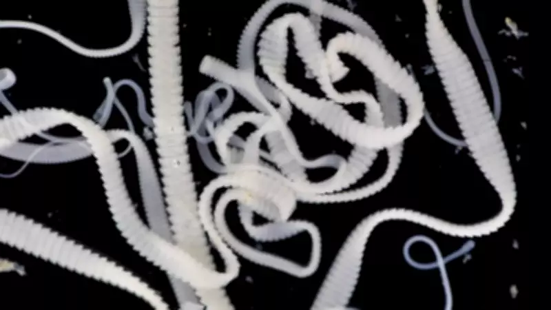 Dangerous Tapeworm Spreads to Pacific Northwest, Infecting Coyotes and Threatening Humans