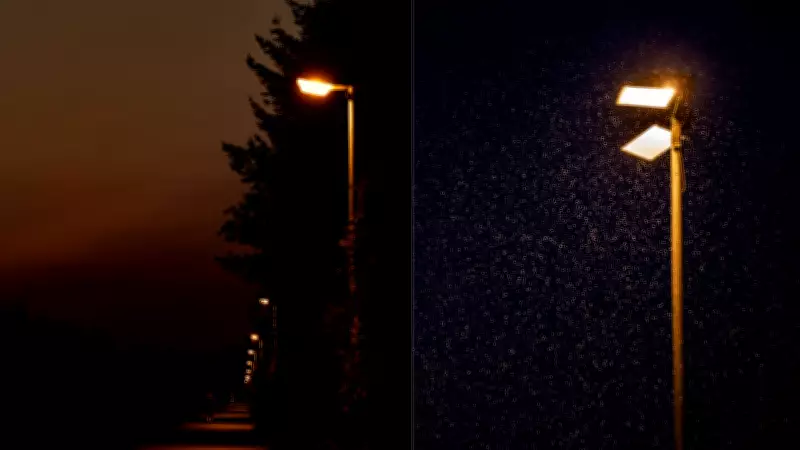 Darker Nights Boost Pollination and Pest Control, Study Finds