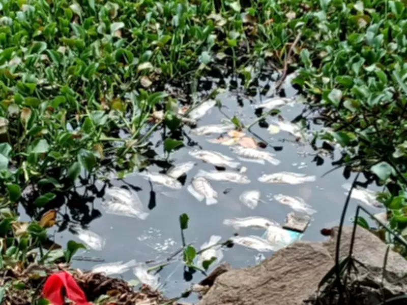 Dead Fish Found in Kolhapur's Rankala Lake; Activists Blame Pollution