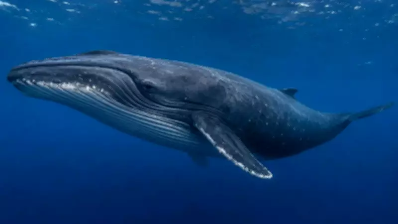 Decades-Old Fossil Rewrites Baleen Whale Evolution Story