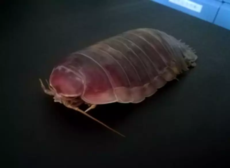 Deep-Sea Isopods Survive 5 Years Without Food Using Genetic and Anatomical Adaptations