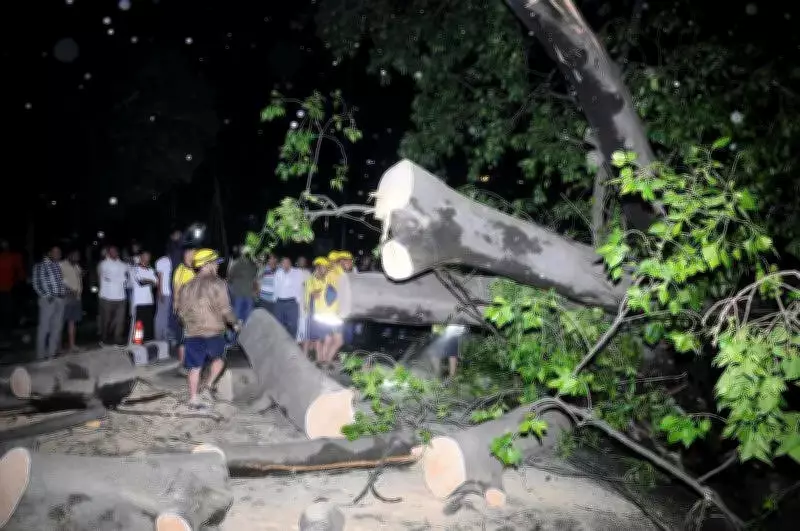 Dehradun Trees Fall Due to Concretisation, Activists Blame Infrastructure