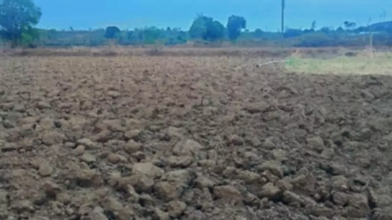 Delayed Monsoon Threatens Maharashtra's Onion Belt: Farmers Anxious