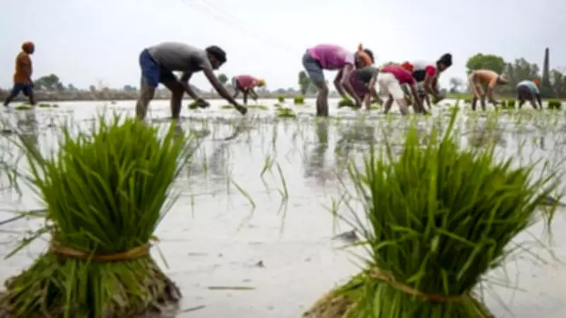 Delayed Rains Threaten Kharif Sowing; 111 Districts Vulnerable: Minister