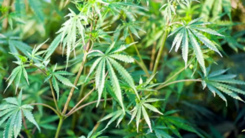 Delhi Court Acquits Man in 10 kg Marijuana Case Due to Procedural Breach