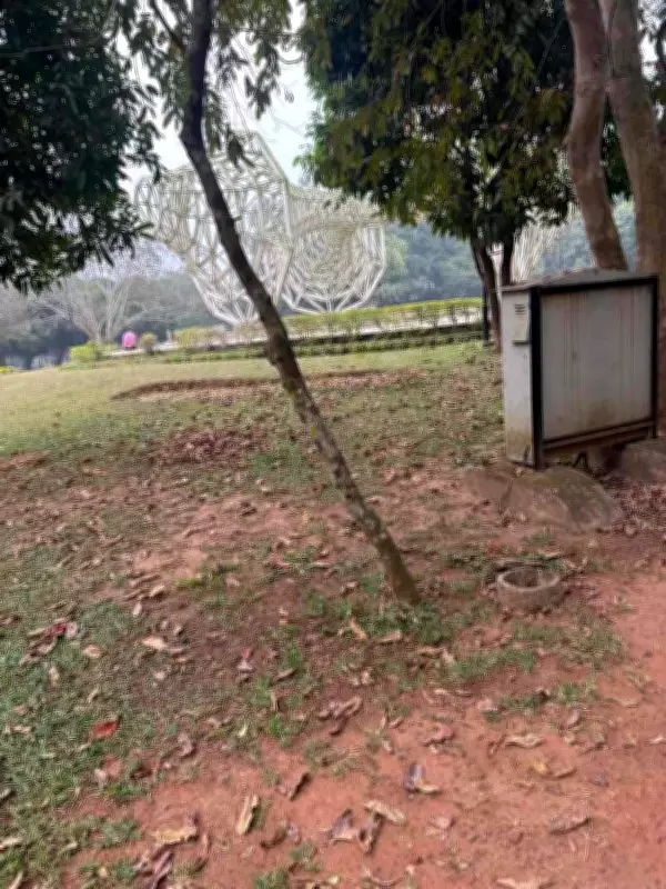 Delhi Forest Department Imposes Rs 15.3 Lakh Fine on DCM Ltd for Illegal Tree Felling