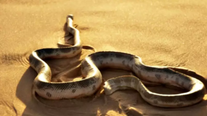 Desert Snakes: The Most Venomous Inhabitants of Arid Lands