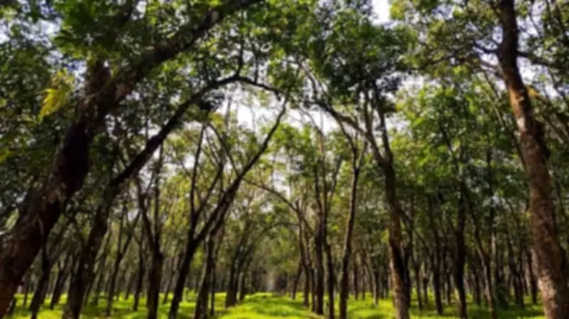 Digital Database Captures India's Vast Tree Diversity with 4,000+ Species