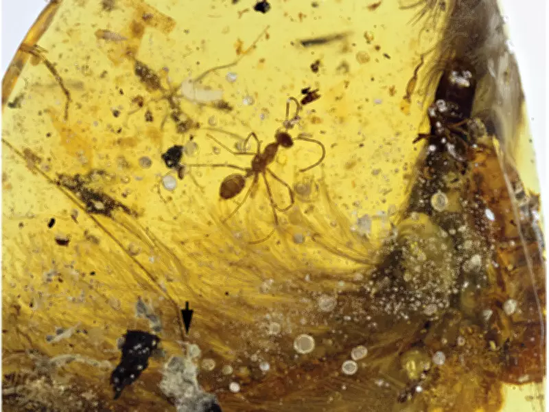 Dinosaur Tail with Feathers Found Preserved in Amber from Myanmar