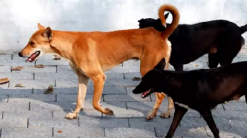 Dog Bite Surge Demands Urgent Public Health Audit