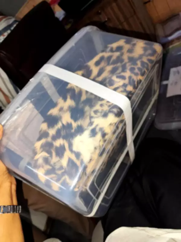 DRI Seizes Leopard Skin in Surat, Two Arrested for Attempted Sale
