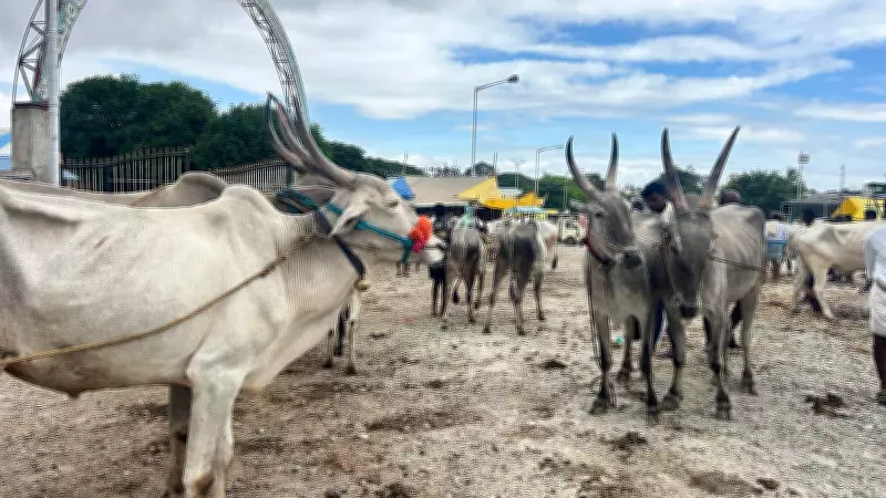 Drought Scare Hits Chitradurga Cattle Market as Buyers Stay Away